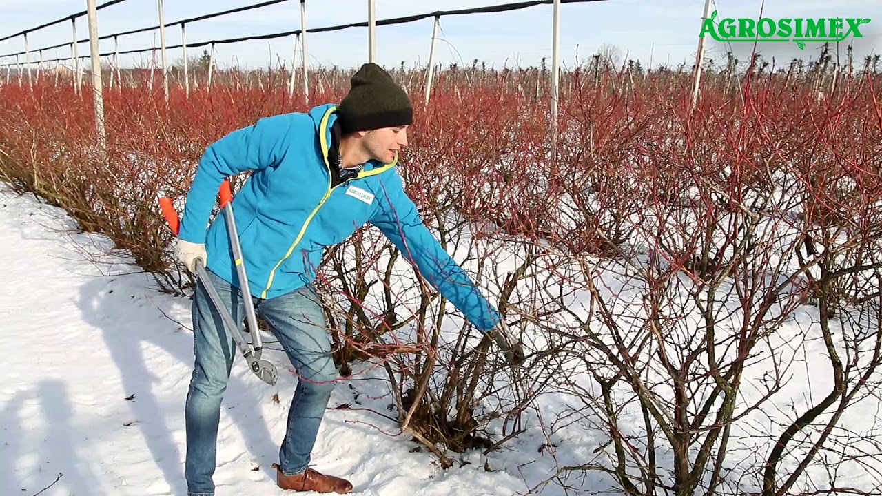 Zimowe cięcie krzewów borówki amerykańskiej - Michał Malicki Agrosimex