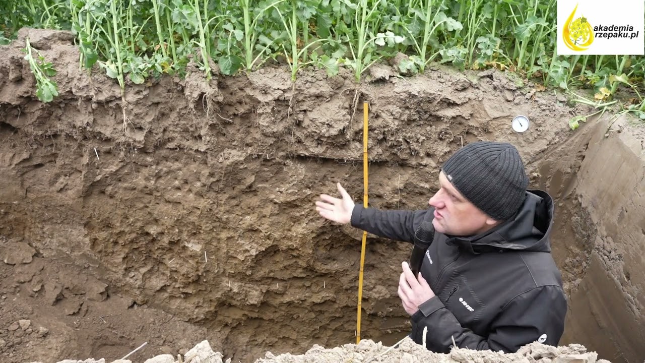 Odkrywka glebowa w rzepaku – silny system korzeniowy i aktywna gleba podstawą dobrego plonu