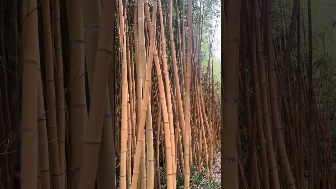 Phyllostachys viridis sulphurea : bambou géant cultivé sous climat méditerranéen à La Londe (Var)