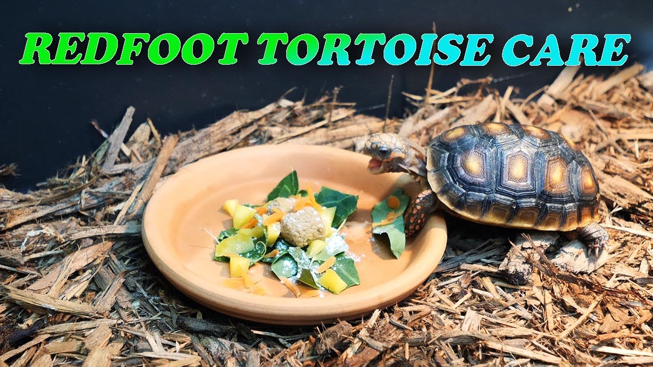 HOW TO CARE FOR THE REDFOOT TORTOISE