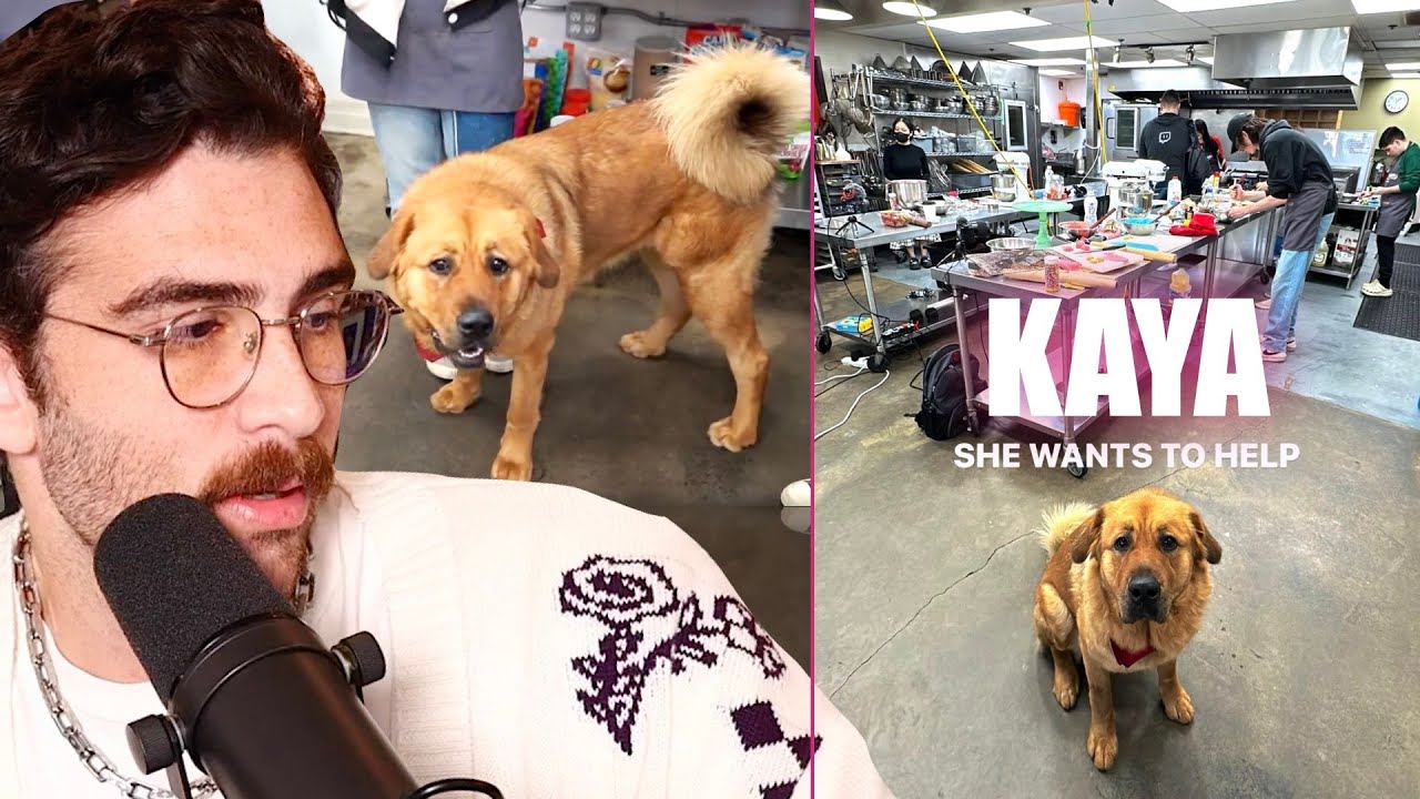 Hasan's Puppy Kaya Being A Menace (Ft. Loloverruled) | HasanAbi Reacts