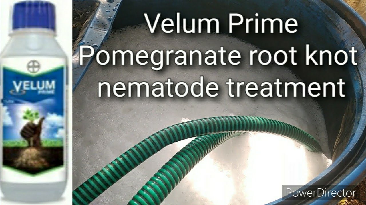 (0387) #Velum prime #nematoda control in #pomegranate #Bayer Velum prime Nematicide