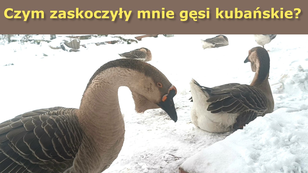 Gęsi kubańskie zaskoczyły mnie zimą! Zaczęły jeść mięso 😲 | Dieta gęsi