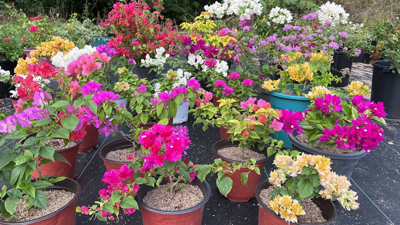 Update | Grafted and Rooted bougainvillea (for sale)