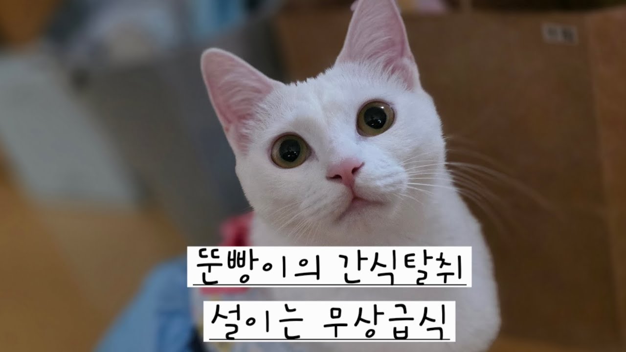 간식탈취 누구? 무상급식은? #황태백설이 #고양이남매