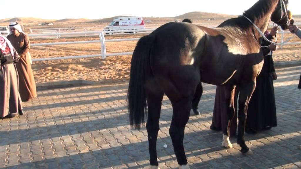 ميدان الفروسية بمنطقة الجوف / الحفل السابع على سيارة  أمانة منطقة الجوف 1436هـ