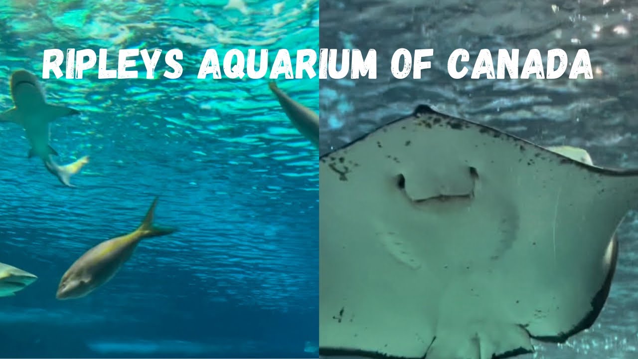 Ripley’s Aquarium of Canada in Toronto, Ontario | Full Aquarium Tour 2024 | Things to Do with Kids