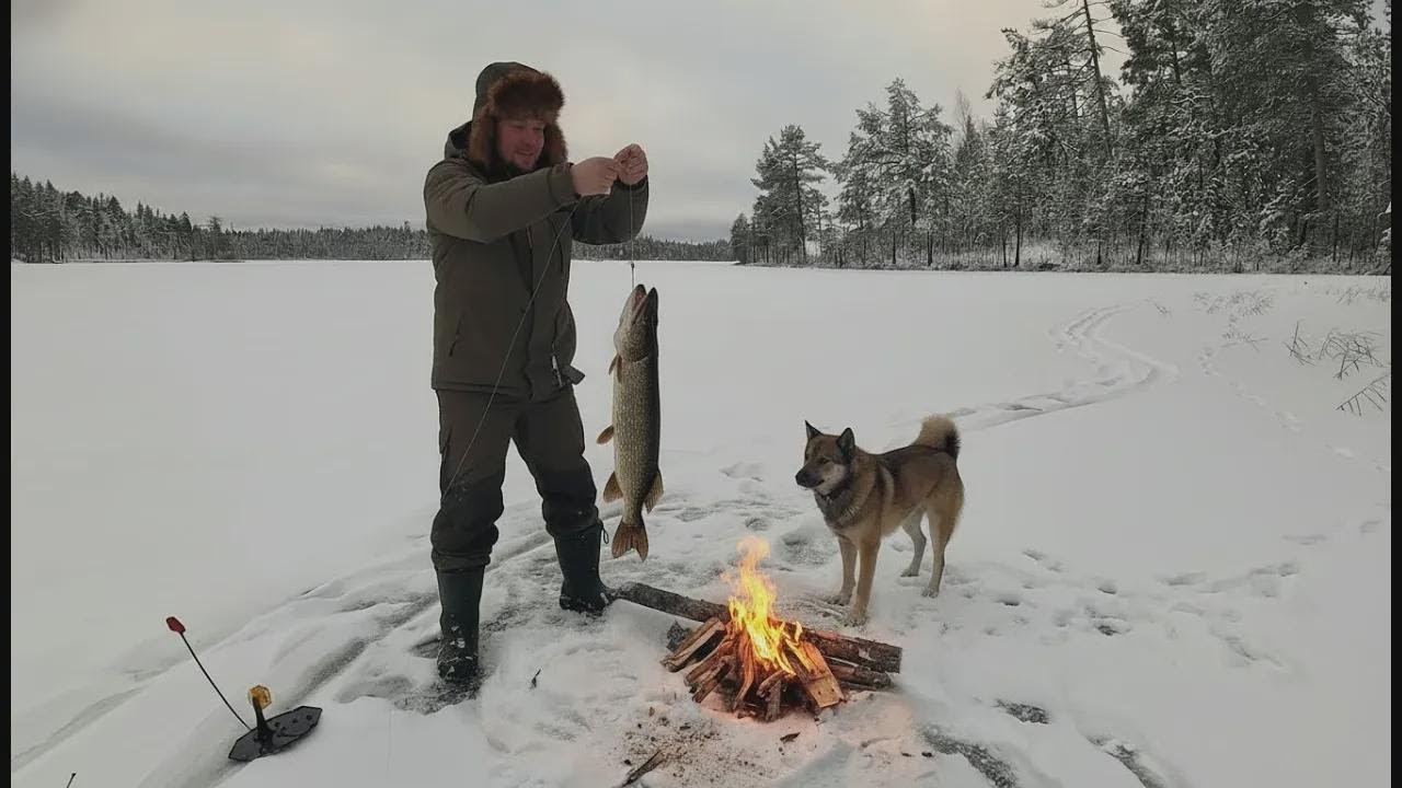 Pesca con banderas en un lago salvaje. Noche en tienda. ¡Atrapé una lucioperca con mi perro!