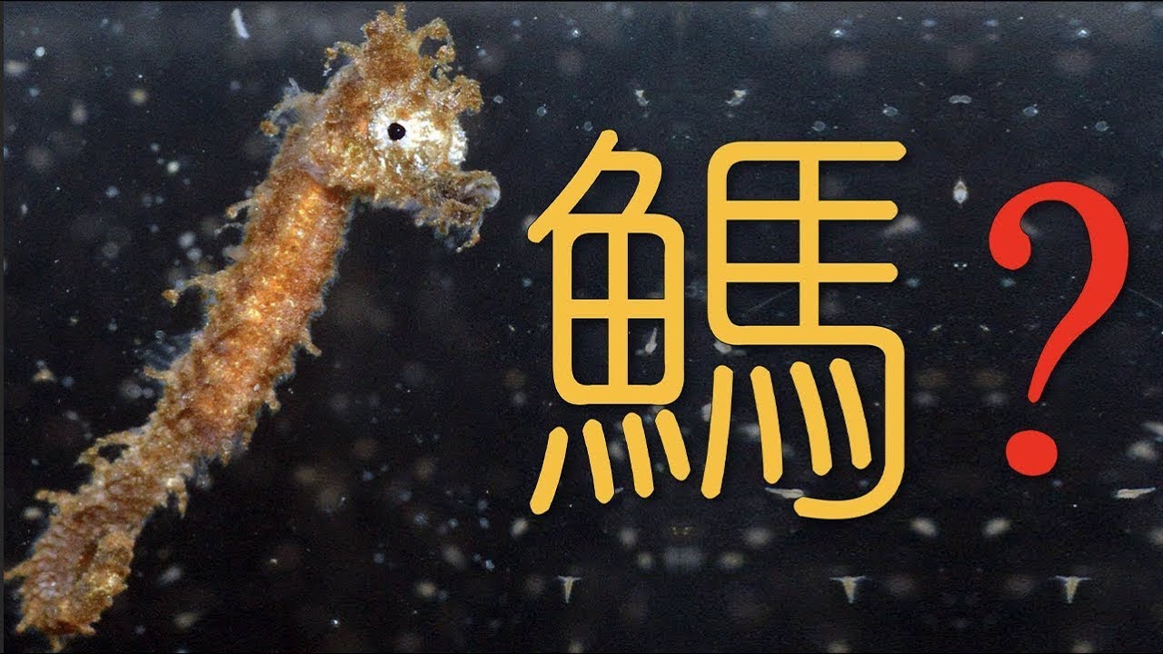 【鬼谷闲谈】海马：&ldquo;嗦虾让鱼面目全非&rdquo; The Story of Hippocampus