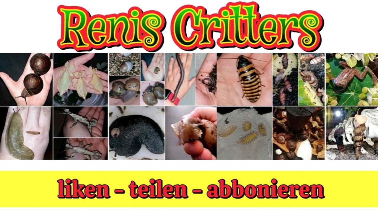 Katzen-Kuscheln und Terrarien-Plauderei