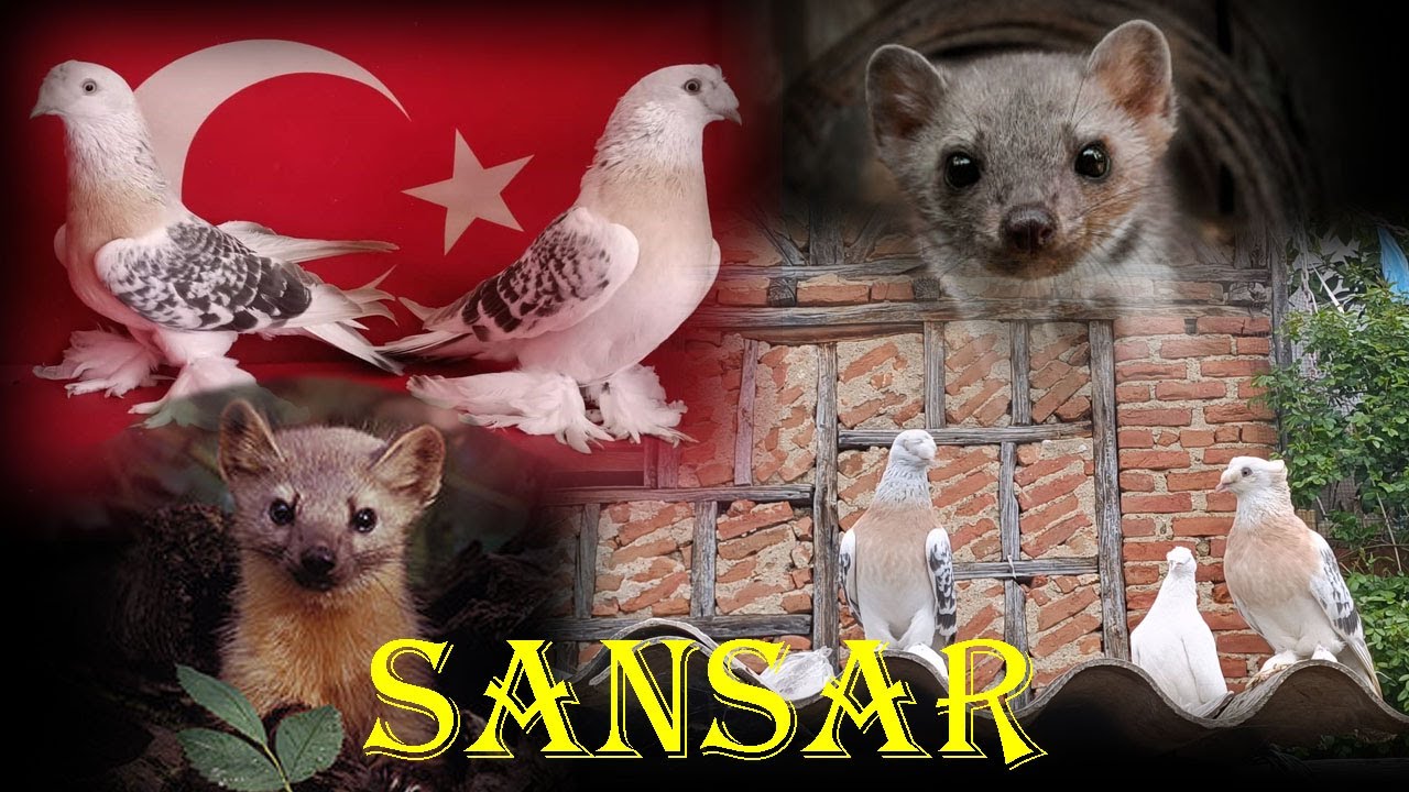 Bims Betonarme Kümes Yapımı. Malzeme Alırken Kaz Saldırdı, Döndüğümde Sansar 50 Güvercin Telef Etti.