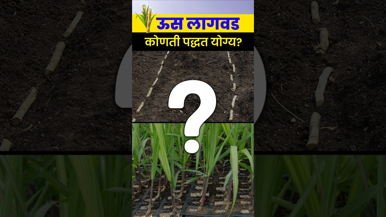 योग्य Us Lagwad पद्धतीने मिळवा चांगले उत्पादन। us lagwad mahiti  l agrostar l #FarmingTips