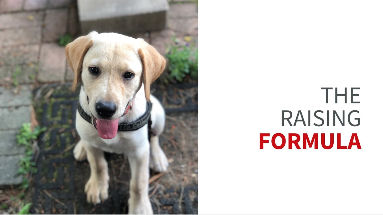 Puppy raising formula: Raising a service dog puppy with as little stress as possible