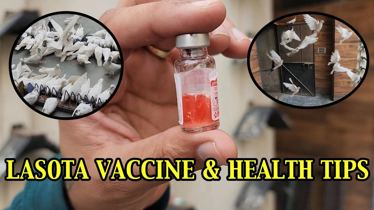 KABOOTAR KO LAKWE SE BACHAY OR HEALTHY RAKHE || PIGEON PMV VACCINE AND HEALTH TIPS