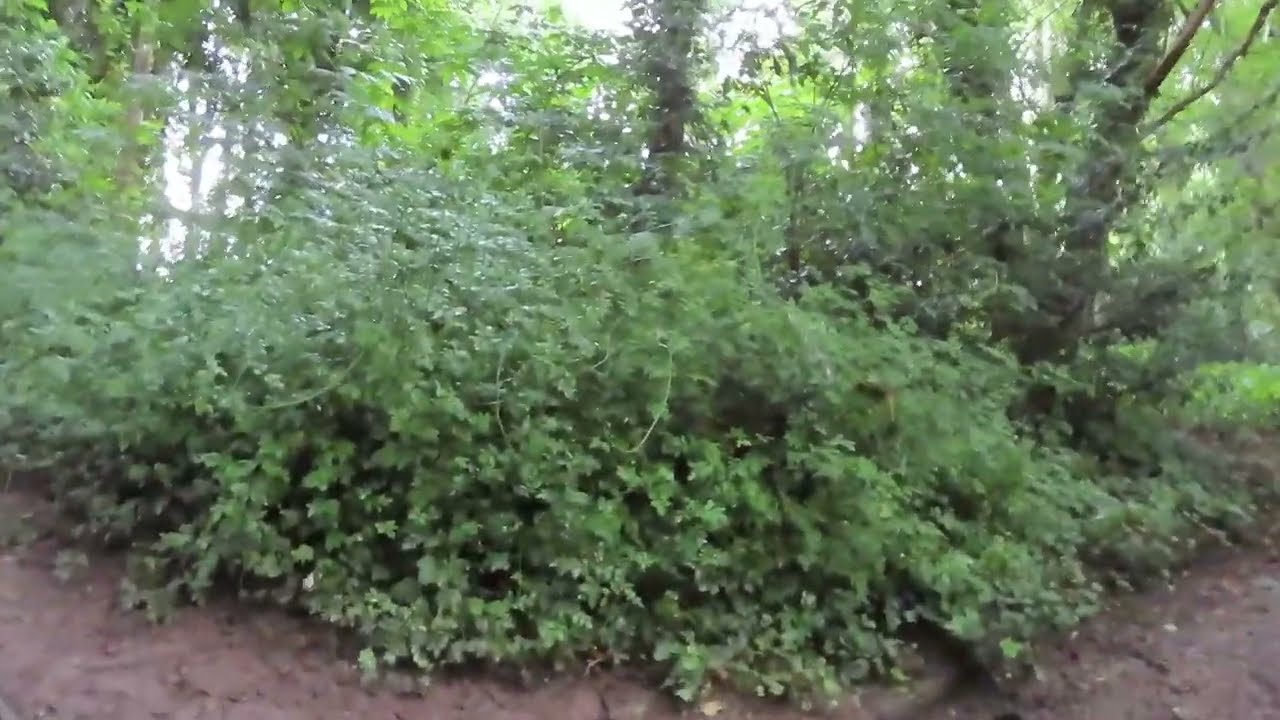 Places To Visit Secret Sandbach Woodland Walks