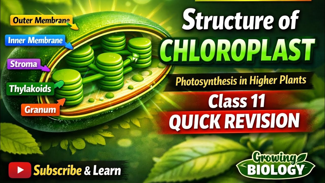 Class 11 Quick revision Structure of Chloroplast unit 4 @Growingbiology25 