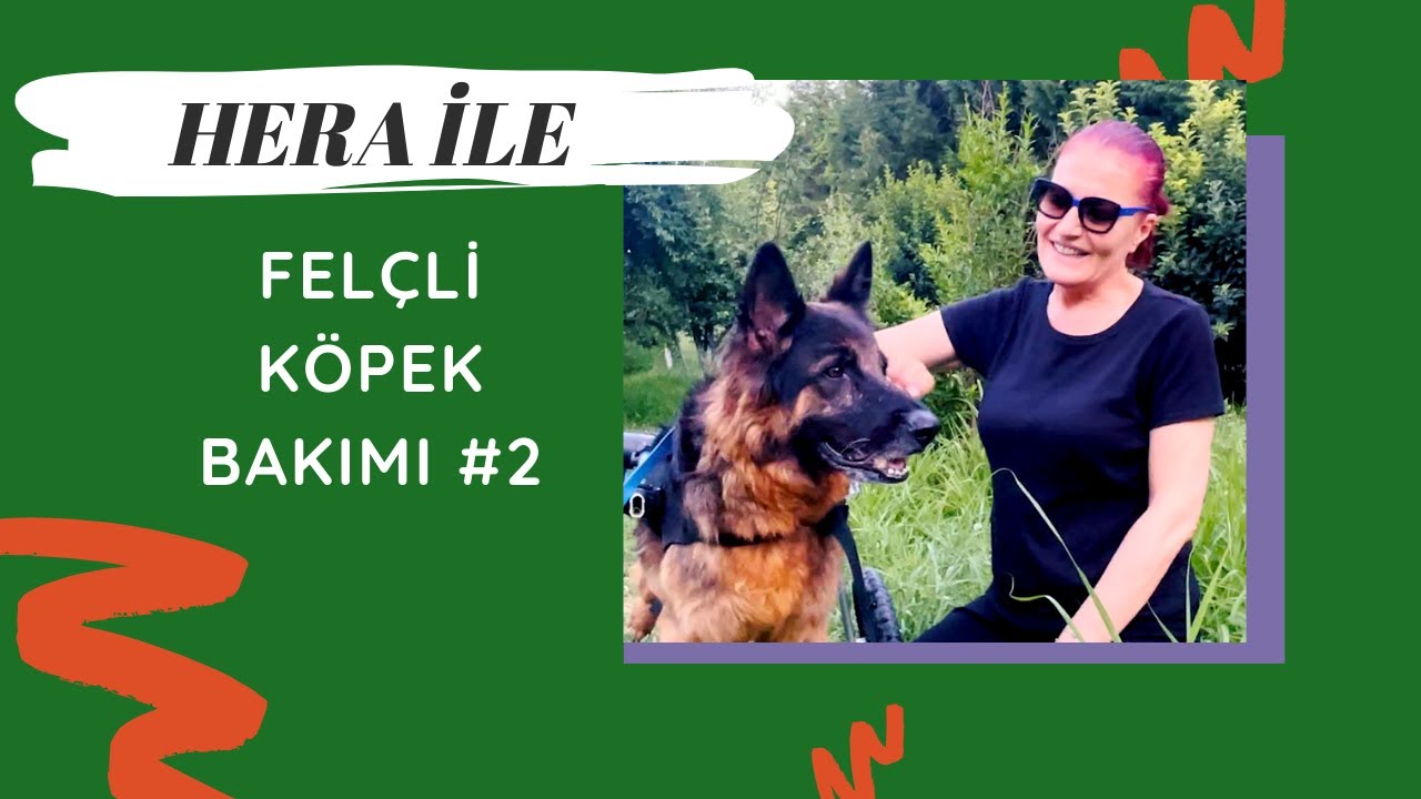 Ameliyat Sonrası Felç Olan Hera ile Felçli Köpek Bakımı #2