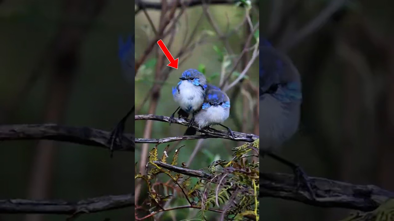 Top 5 Most Colorful Animals In The World