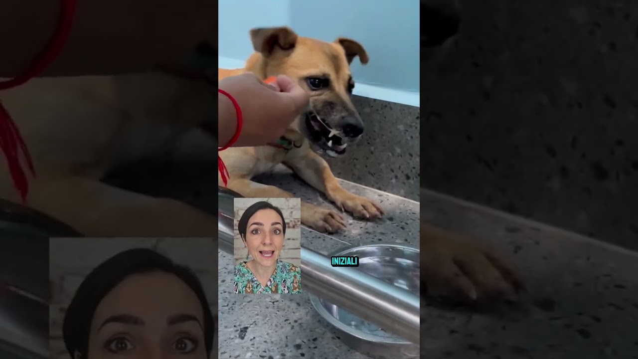 Rabbia nel cane: i sintomi #veterinaria #cane #veterinario