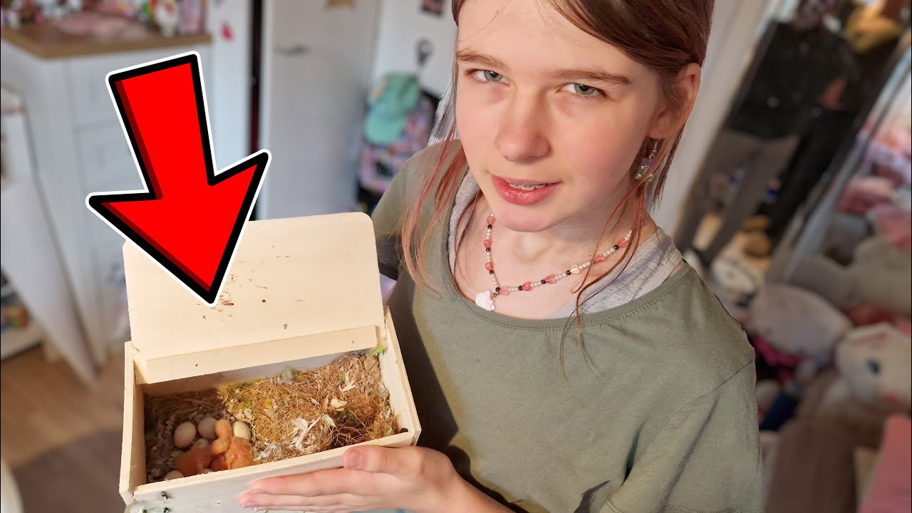 VI FÅR ET CHOK😱SER I MALLES DVÆRGPAPEGØJERS REDEKASSE😱