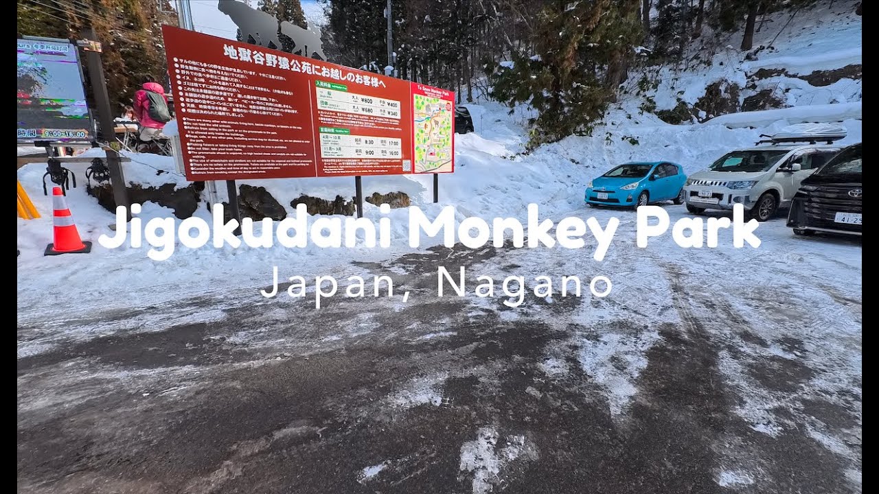 Jigokudani Snow Monkey Park, Nagano (Japan)