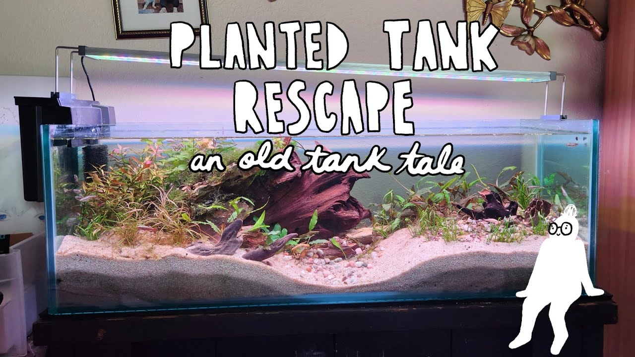 An Old Tank Tale | Planted Tank Rescape