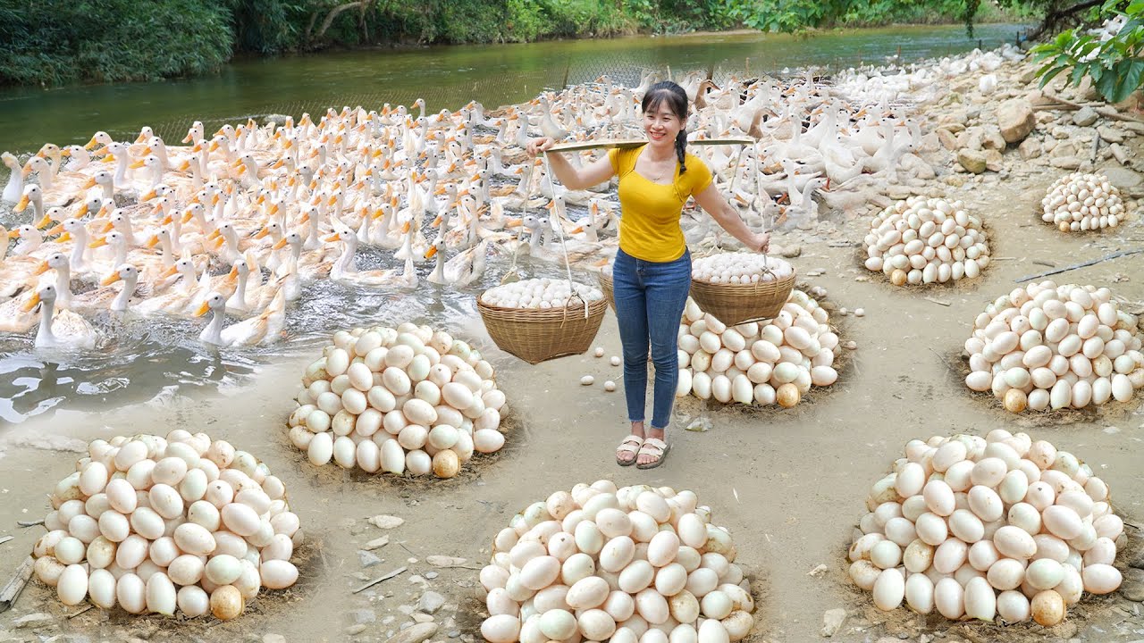 Harvesting Lots Of Duck Eggs At The Duck Farm To Sell At The Country Market | My Bushcraft / Nhat