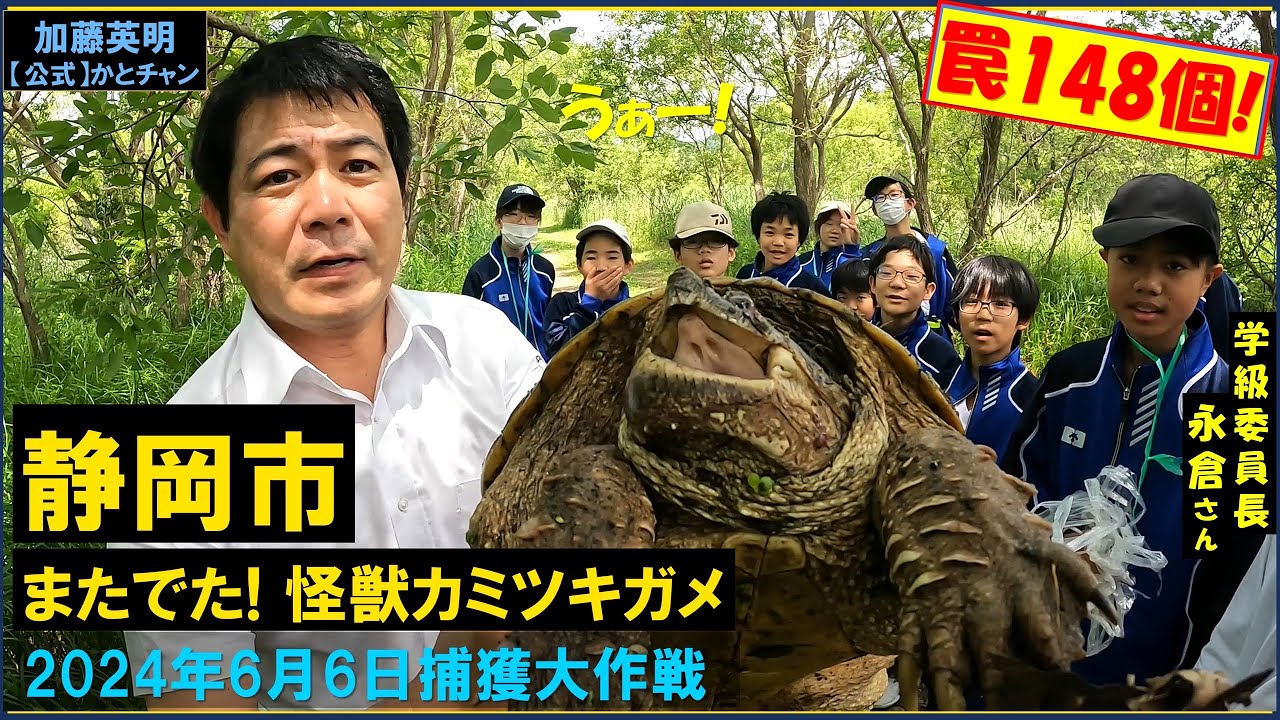 今度は静岡市！またでた！怪獣カミツキガメ！罠148個で捕獲大作戦！麻機遊水地2024年6月6日 Snapping turtles, Shizuoka, Japan ≫ 加藤英明【公式】かとチャン