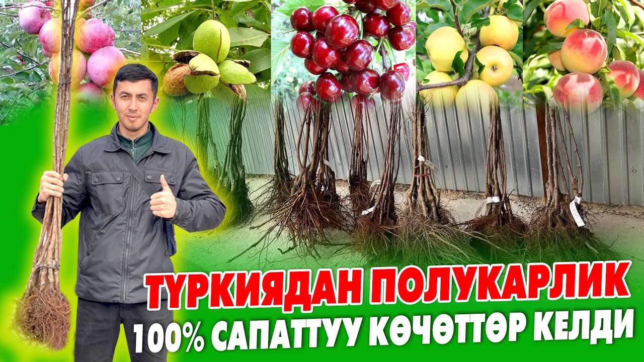 Ээ туугандар, ТҮРКИЯДАН кѳчѳттѳрдүн ТYРY келди ~ ЖЕТИШИП калгыла, АЗ калды