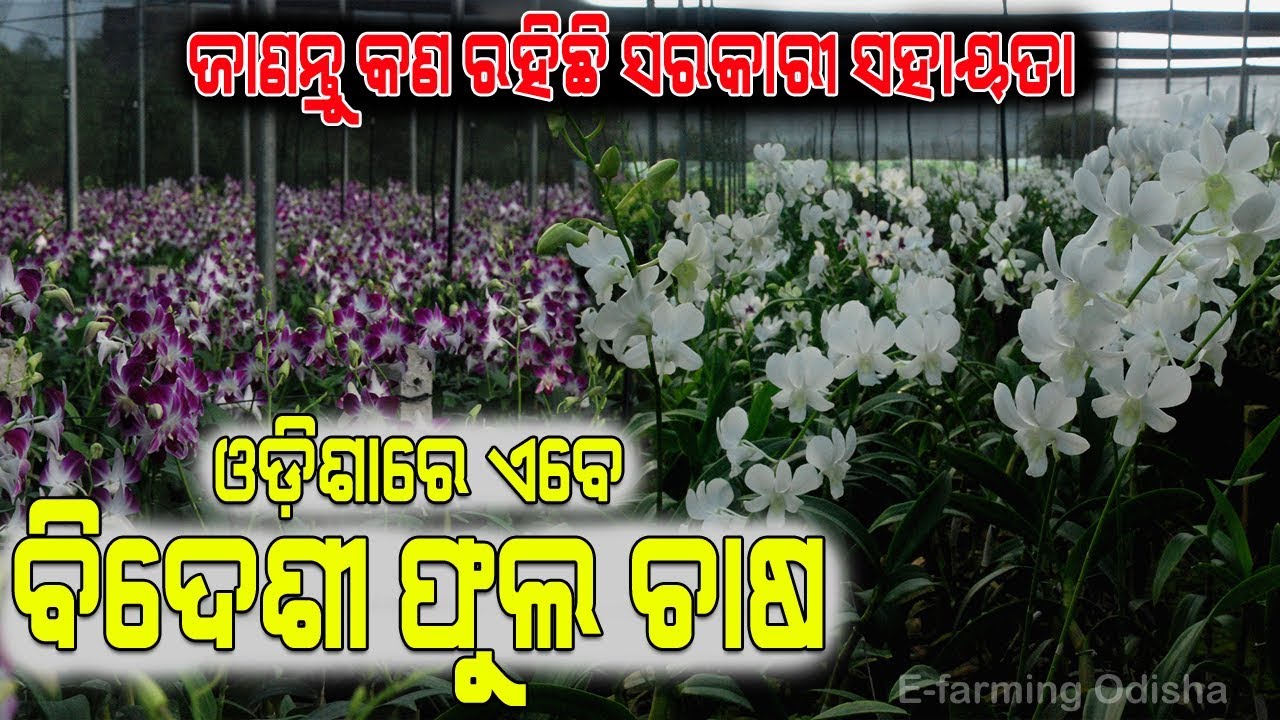 ଅର୍କିଡ ଫୁଲ ଚାଷ. Commercial Orchid Cultivation in Odisha(Part-2).