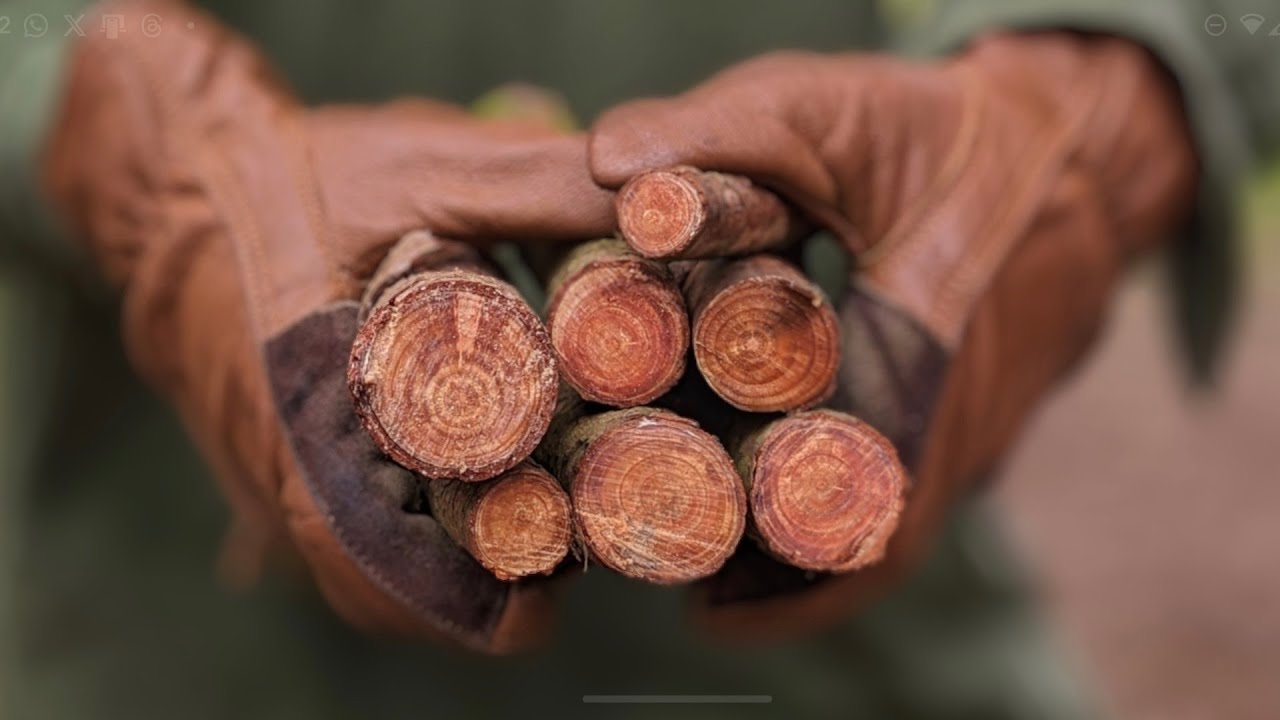 Fatwood - the easiest way to find and use it!