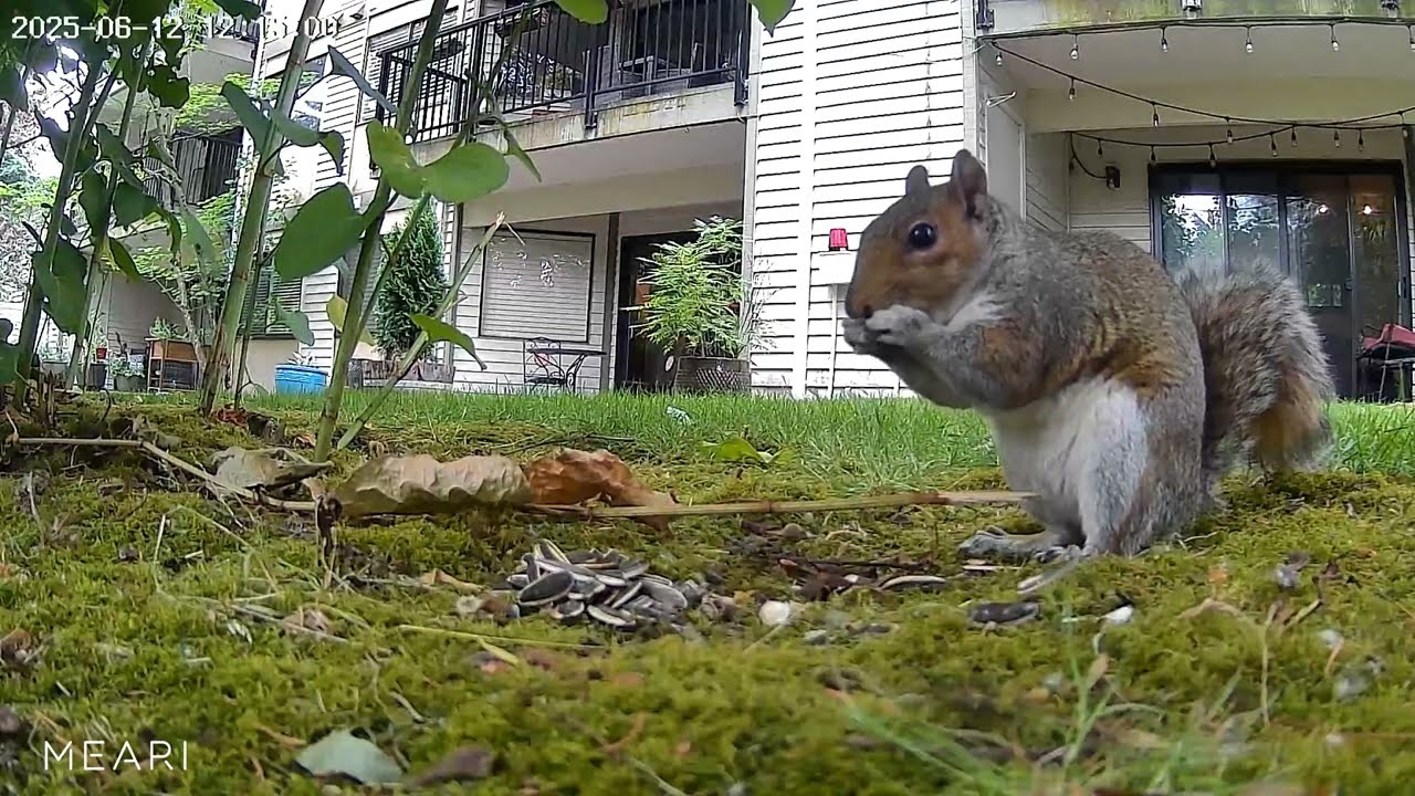 Wildlife Monitoring: Squirrel Activity Captured by MEARI Camera