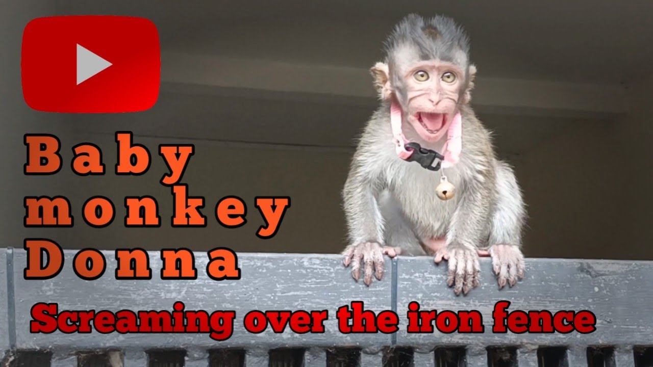 Baby monkey Donna screaming over the iron fence.