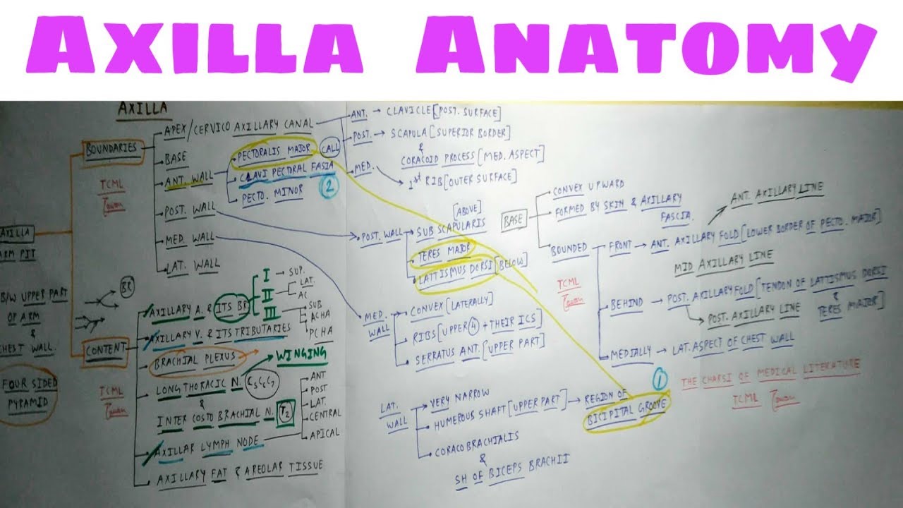 Axilla Anatomy | Part 2 | TCML Anatomy Chart