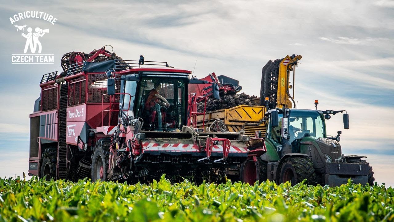 Vyorávání řepy 2022 / Beet / Holmer Terra dos 5 + Fendt 724 / TEIML