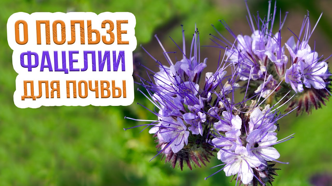 Фацелия как сидерат - когда ее сеять? Самый лучший сидерат ФАЦЕЛИЯ?