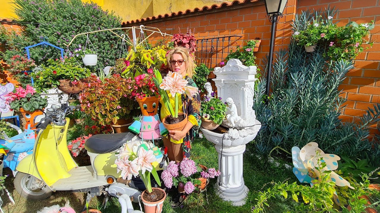 PODA DE RAÍZ A LA PLANTA GITANILLA🦅🎶🌹 y abonado 💐🌻🎶🦅
