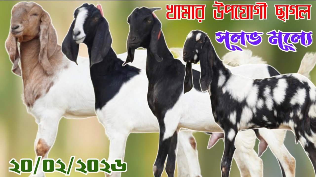 উন্নত মানের অরিজিনাল এবং ক্রস ছাগলের বিপুল সমারহ | কমদামে পাবেন খামার উপযোগী ছাগল | 