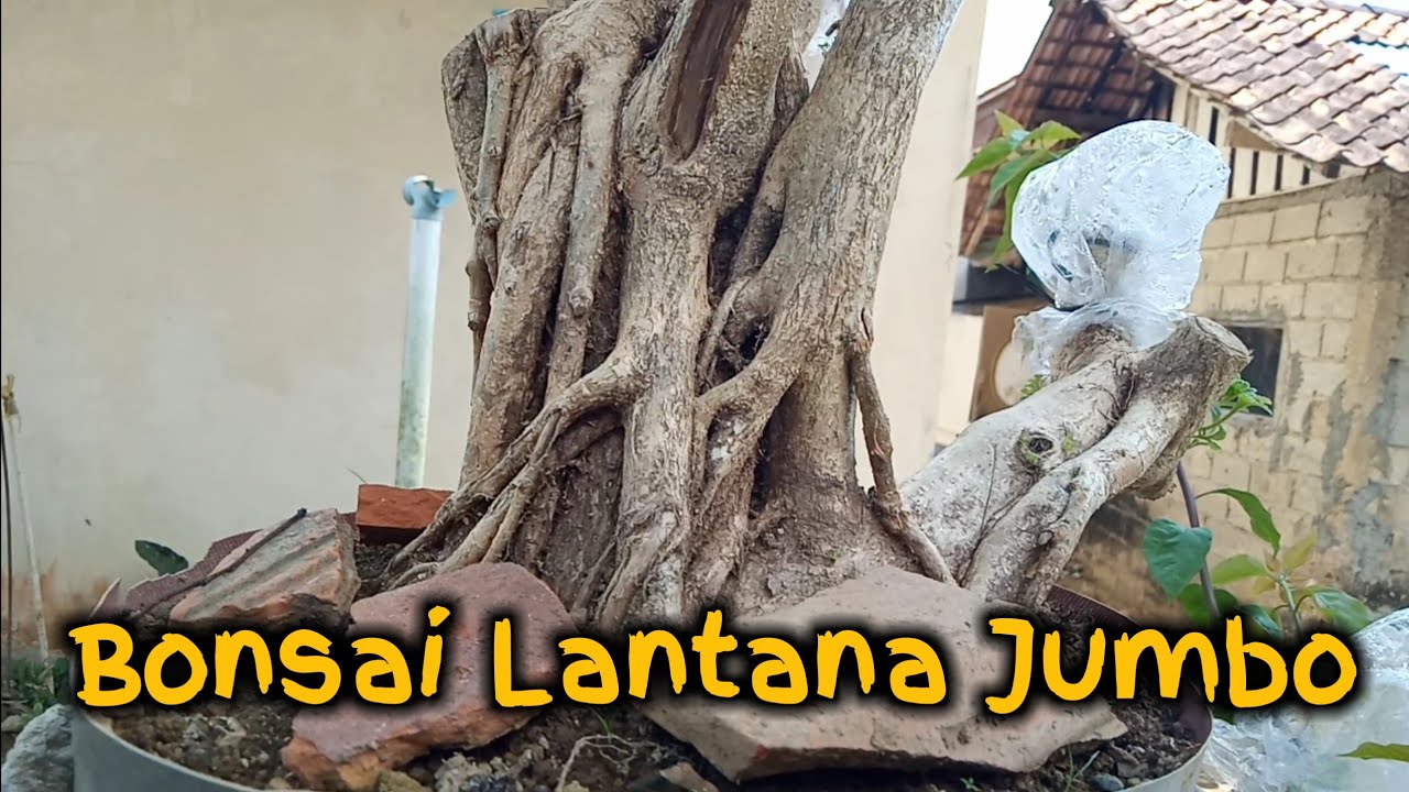 Sambung Sisip Bonsai Lantana