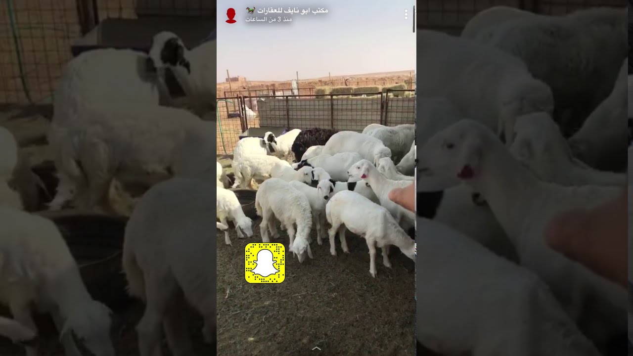 ماهو العلف الكامل؟ وهل المكعب لوحده علف كامل؟ هل الشعير علف كامل؟ واسهل الطرق لوصلك للعلف الكامل