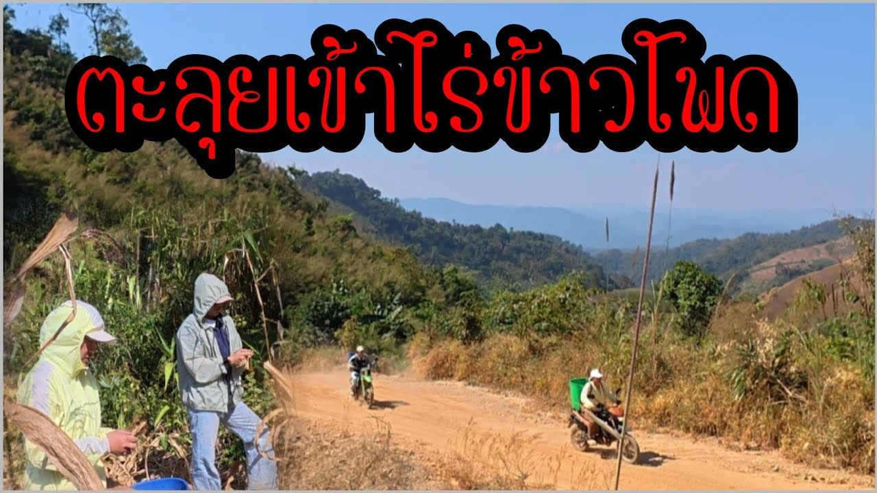 สองสาวตะลุยไปหักข้าวโพดให้แม่ เลี้ยงหมู เลี้ยงไก่ ทางไปสบายๆ แต่ขี้ฝุ่นเยอะมาก