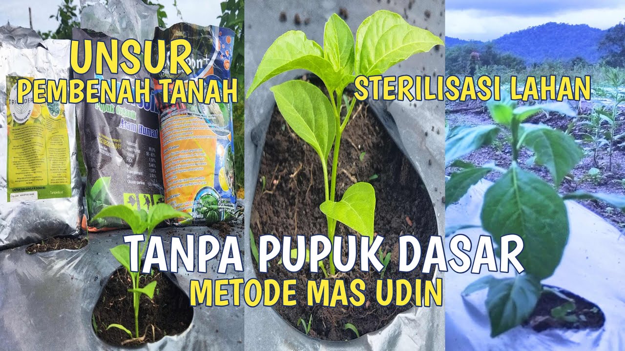 CARA MENANAM CABE DARI AWAL SAMPAI AKHIR METODE PROFESOR CABAI AGAR BERBUAH LEBAT TANPA PUPUK DASAR
