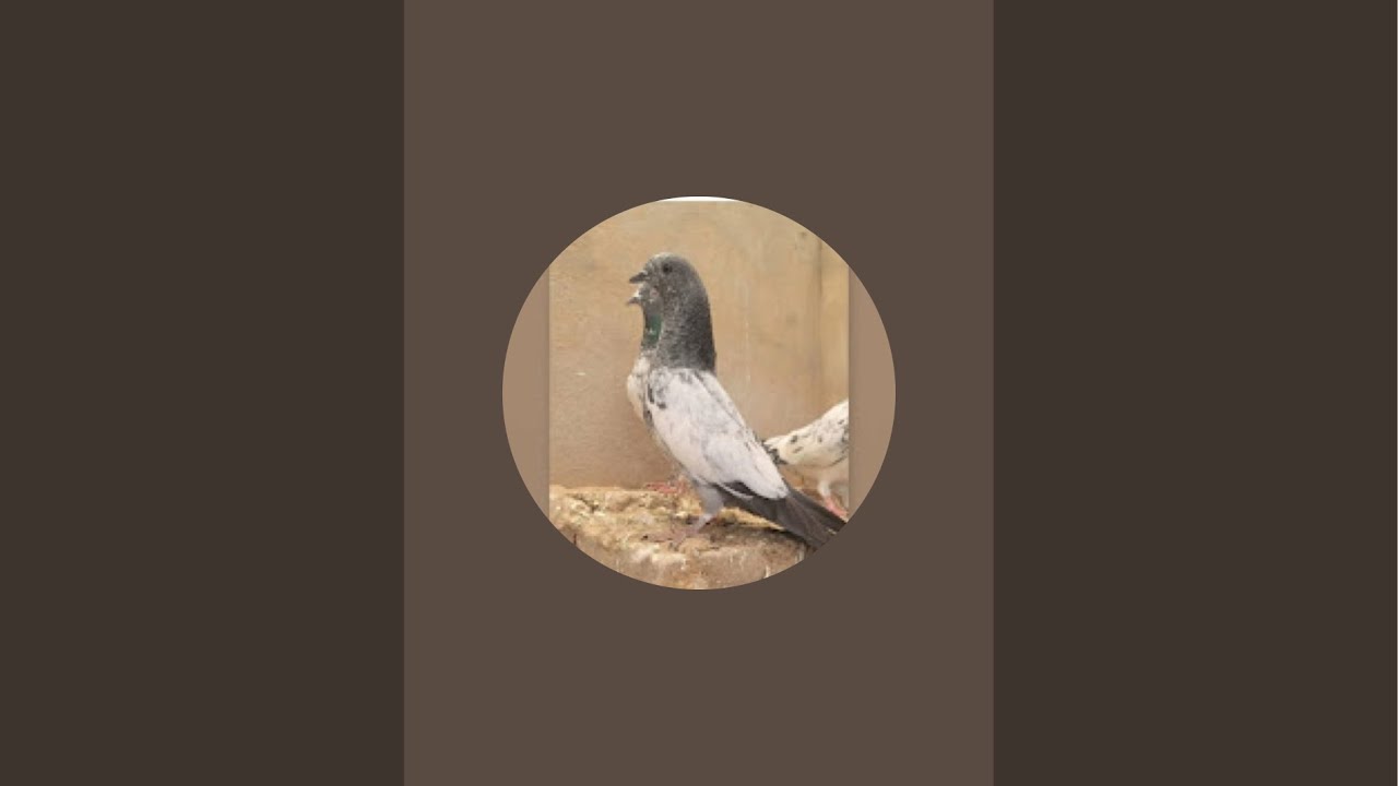 Pigeons Online Shop is live