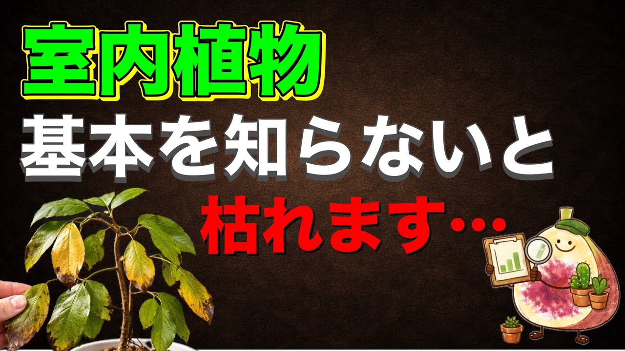 【危険】その置き場所、9割間違ってます｜水やりしてるのに枯れる本当の理由【室内管理】