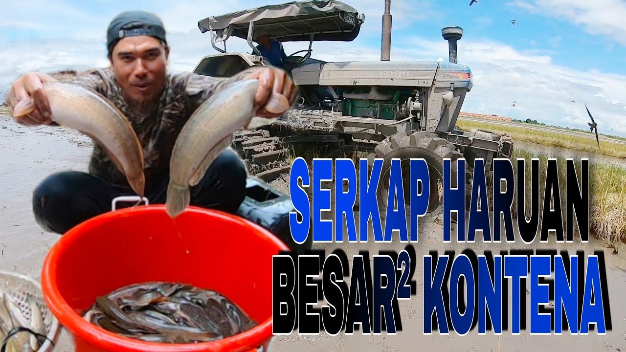 Serkap Haruan & Keli Besar² Kontena 15kg Di Batu 9 Sejarah Paling Best Serkap s353