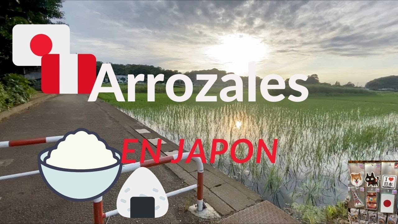 ARROZALES EN JAPÓN