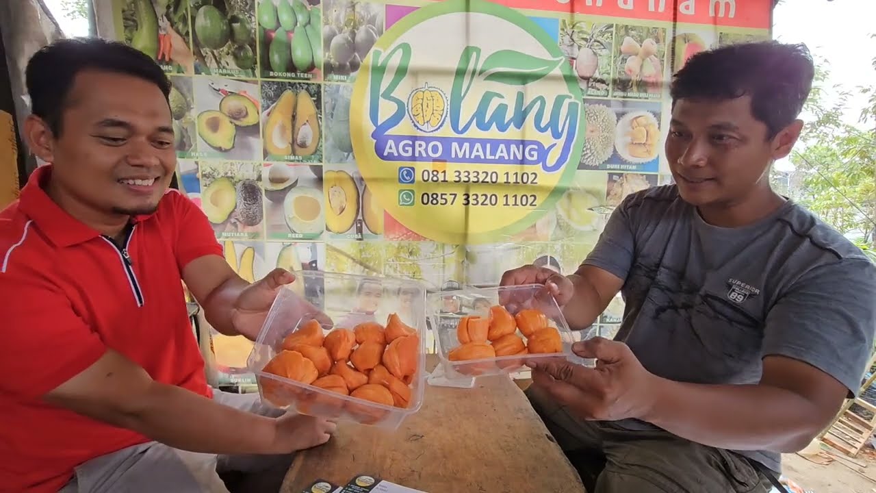 Daeng suriya nangka premium dari Thailand @getah.nangka #jackfruit #nangka
