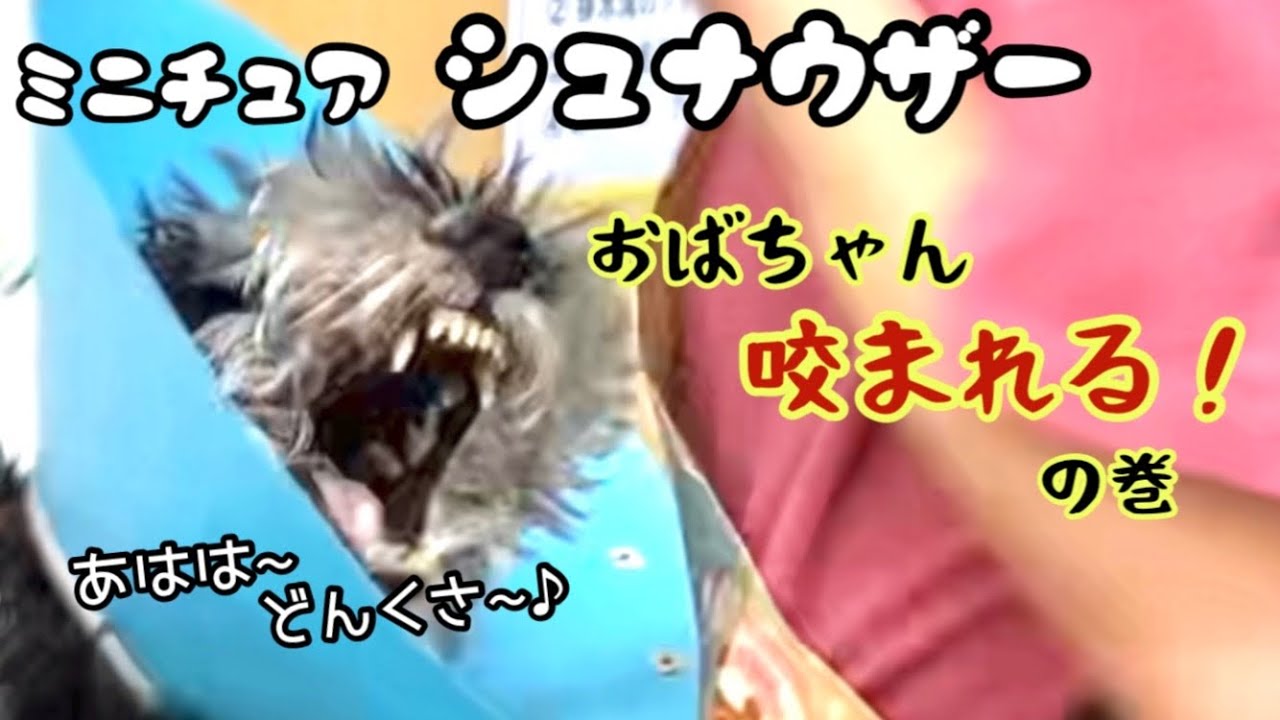 トリミング中に咬むシュナウザーちゃん。油断しちゃダメよ🤣