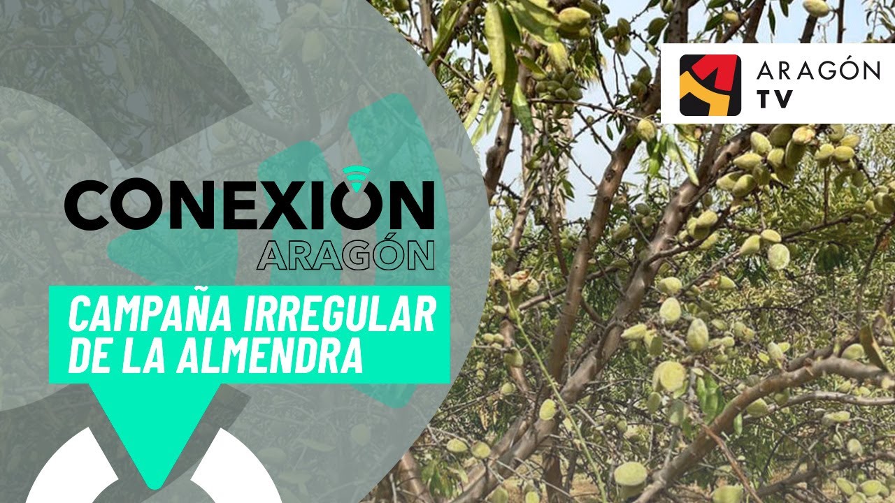 La almendra da un varapalo a algunos agricultores