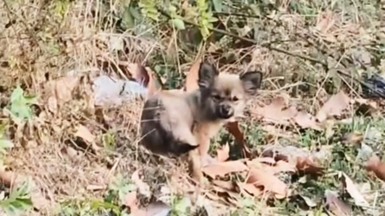 “I’ve Never Had a Real Home” — Growing Up on Campus,  Stray Dog Still Waiting for Love